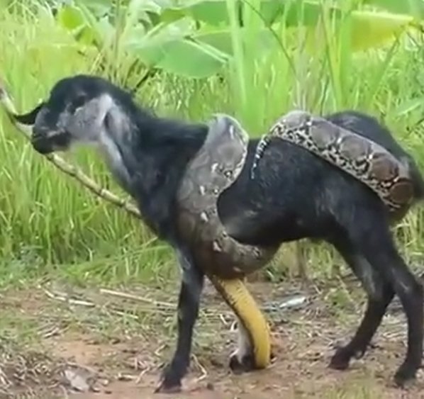 Heroic Rescue: Goat Saved from Python Attack