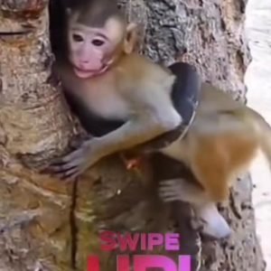 Shocking Encounter: Snake Attacks Monkey in the Wild!