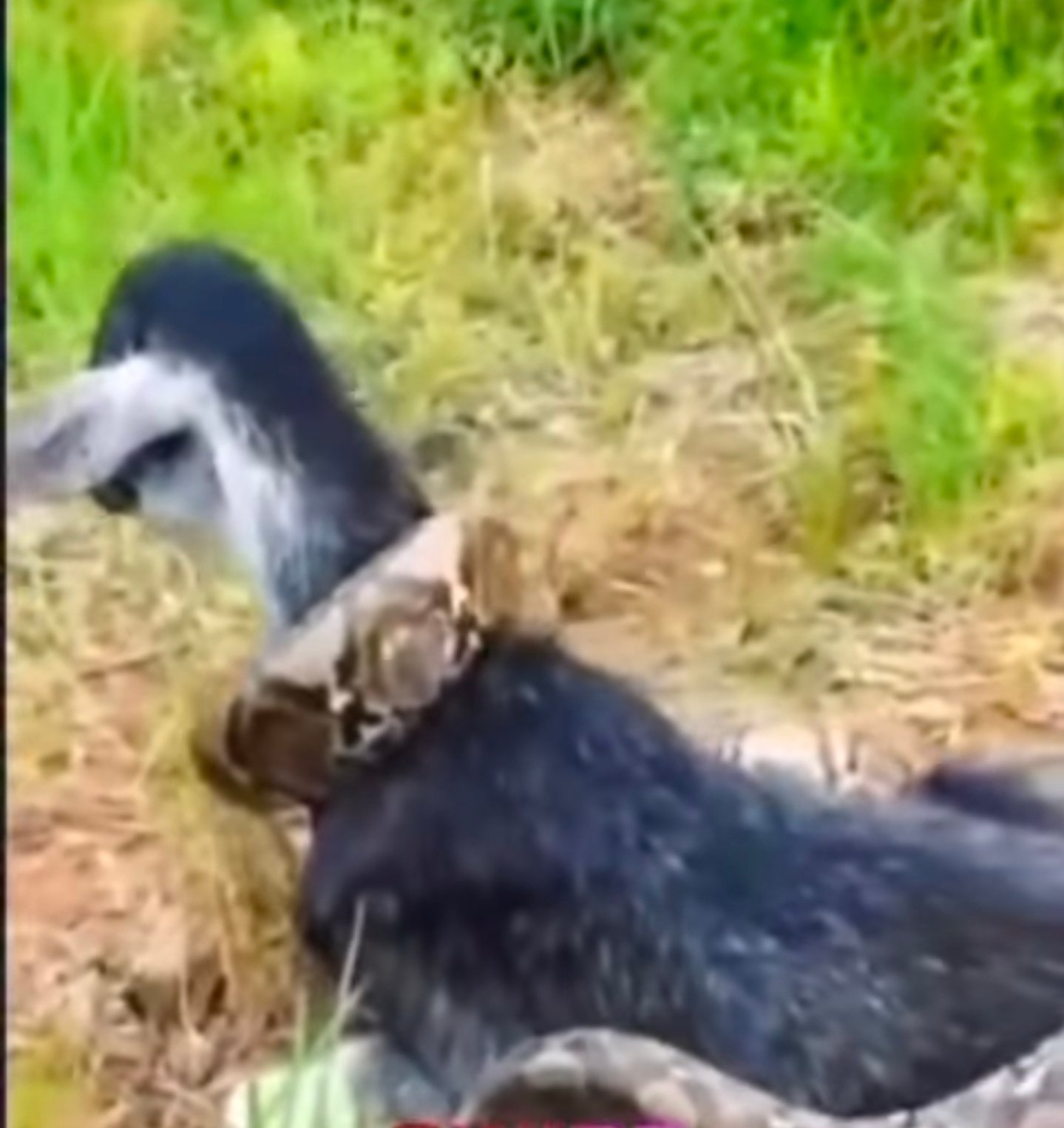 Heroic Rescue: Goat Saved from Python Attack