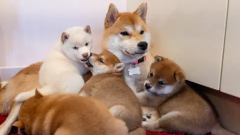 Woodgreen An adult dog is surrounded by small, fluffy puppies. She is ginger and white and has a pointed snout, a little like a fox. The puppies are various shades of ginger, brown and white. One is completely white. They are sitting in the corner of a room.