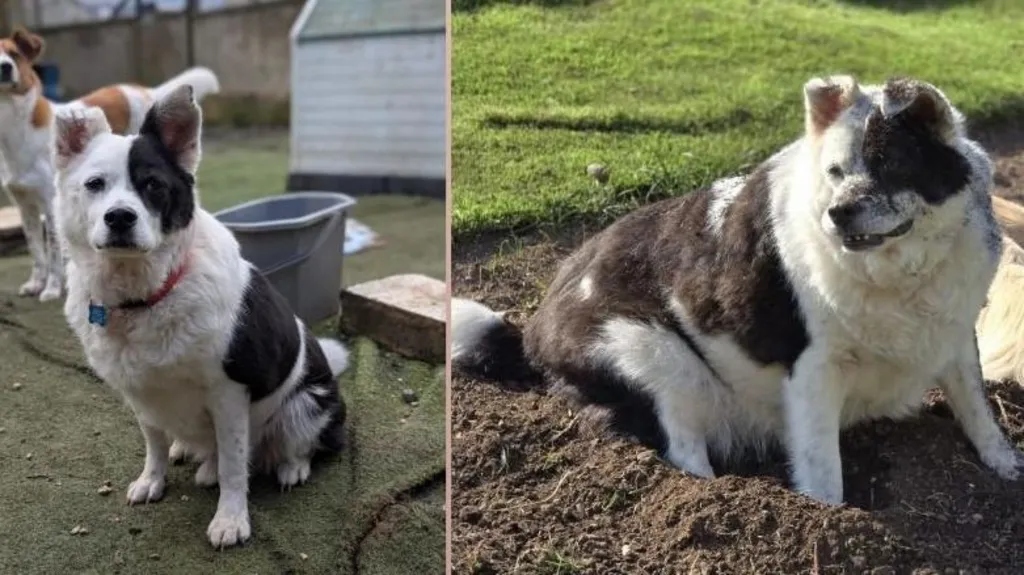 Dog who was fed pasta goes on weight-loss journey