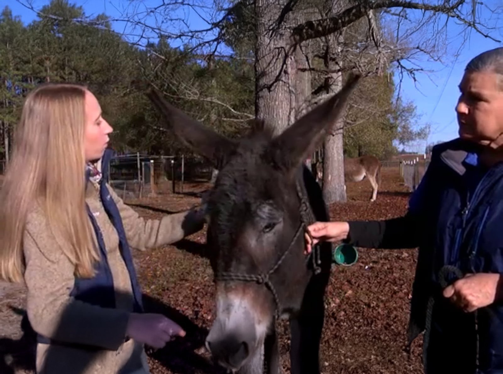 Georgia rescue donkey set to break Guinness World Record