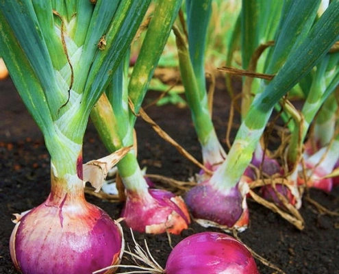 The Health Benefits of Eating Onions Regularly