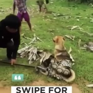 A Grip Broken: The Miraculous Rescue of a Dog from a Python’s Coils